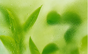 Fresh Matcha