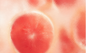 Grapefruit